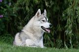 SIBERIAN HUSKY 938